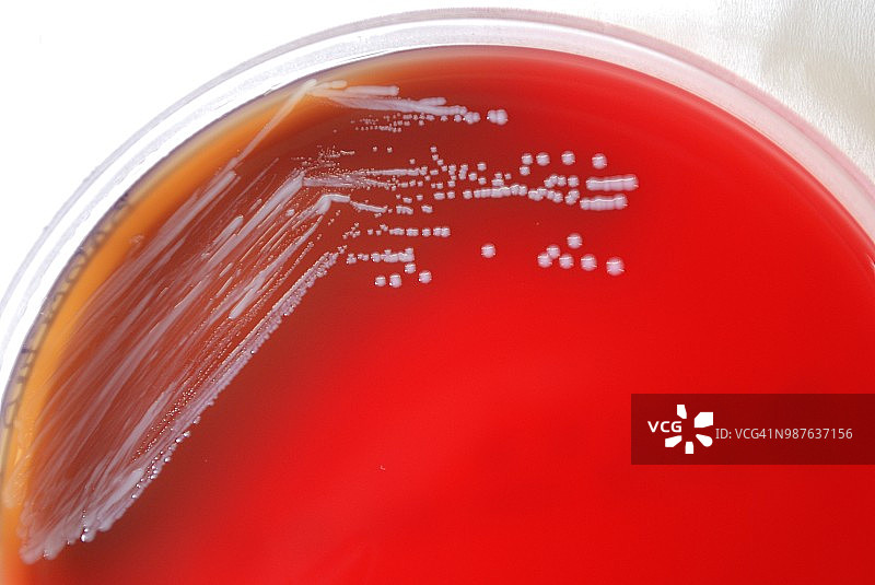 布鲁氏菌图片素材