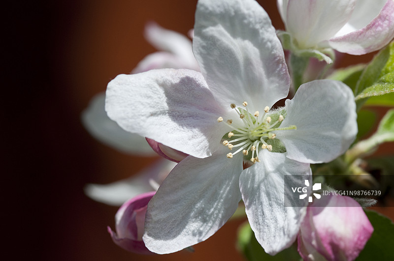苹果花图片素材