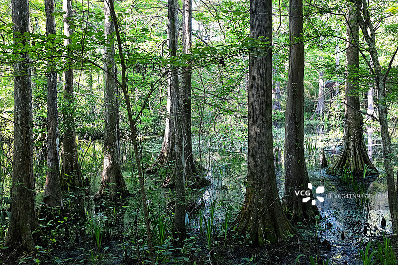 在河口三角洲图片素材