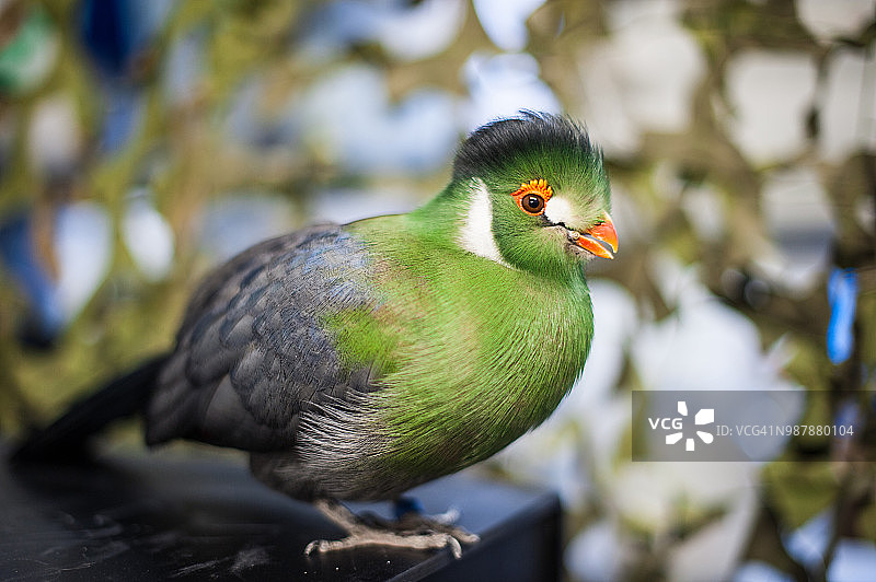 原产于非洲的珍稀鸟类：绿蕉鹃，拥有美丽的羽毛和鲜艳的橙色喙和眼睛图片素材