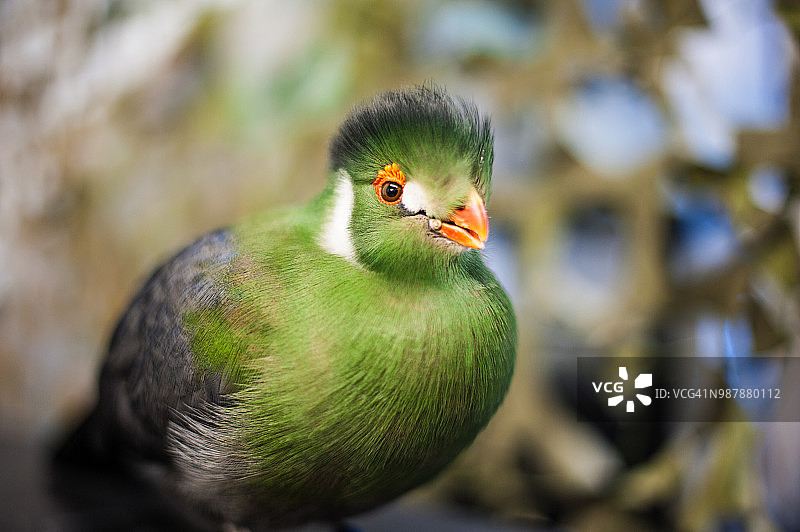 原产于非洲的珍稀鸟类：绿蕉鹃，拥有美丽的羽毛和鲜艳的橙色喙和眼睛图片素材