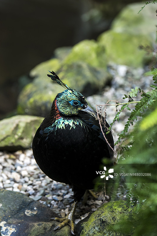 喜马拉雅虹雉图片素材