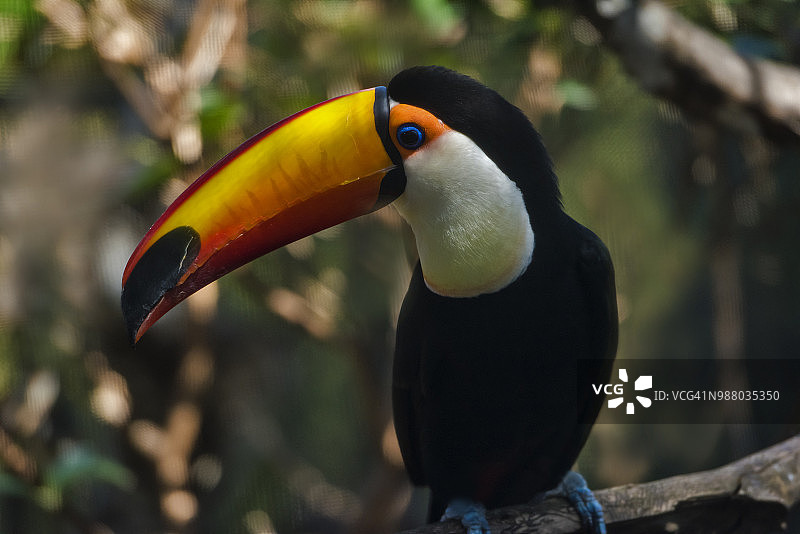 体罚巨嘴鸟图片素材