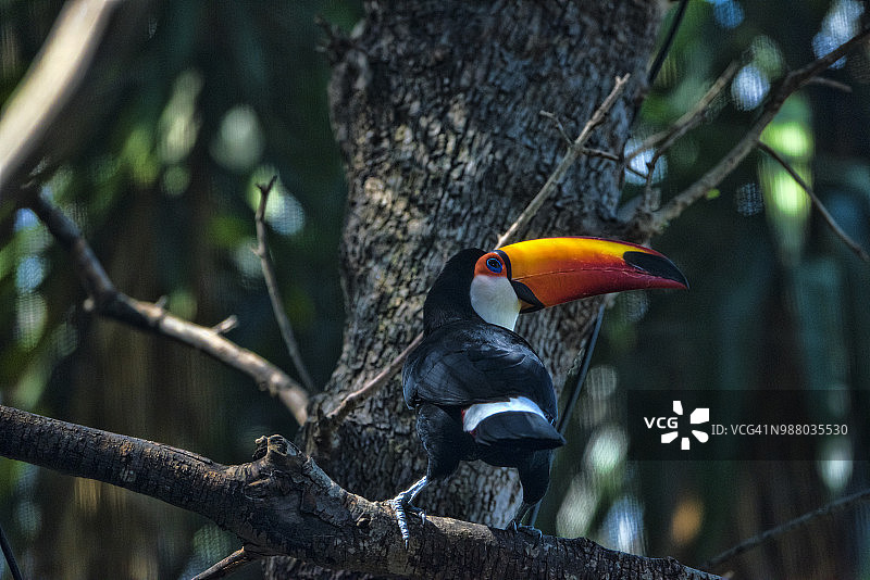 体罚巨嘴鸟图片素材