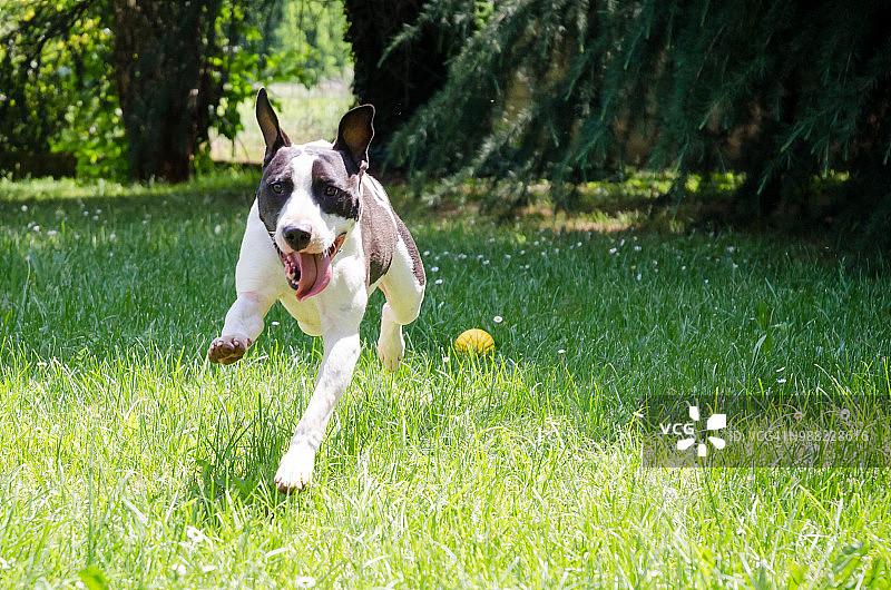 美国斯塔福郡梗犬在花园里玩黄色球图片素材