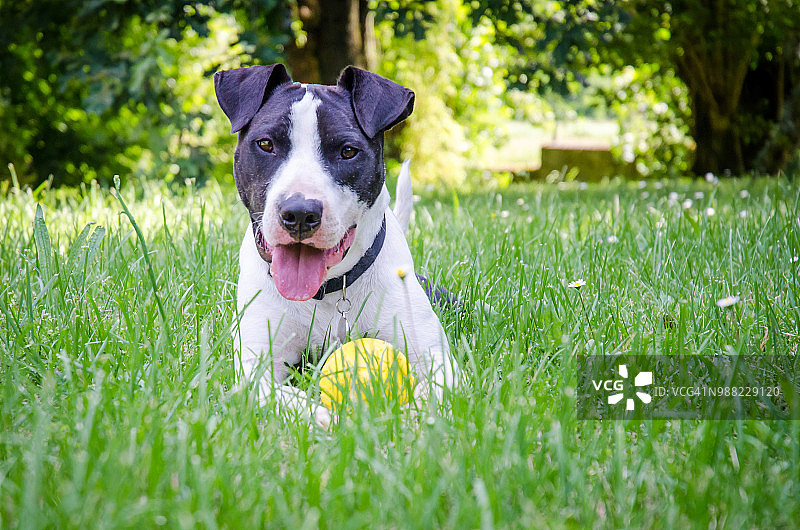 美国斯塔福郡梗犬在花园里玩黄色球图片素材