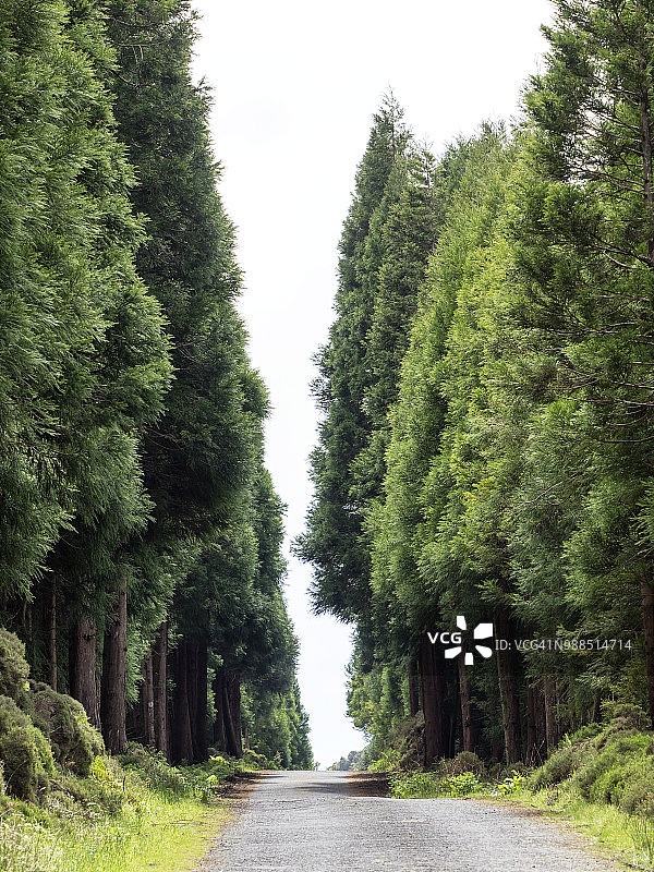 蜿蜒的道路，两侧是成排的大树，穿过葡萄牙亚速尔群岛特塞拉岛的森林图片素材
