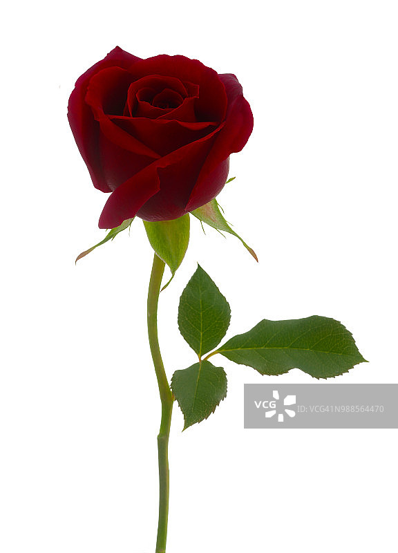 深红色蔷薇Royal William花蕾和叶子（白色背景）图片素材