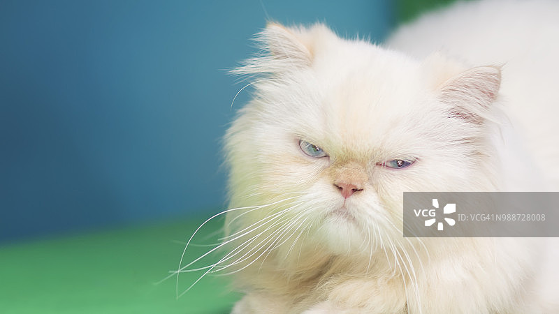 喜马拉雅猫的画像图片素材