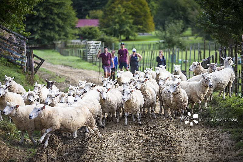 旺格努伊国家公园的蓝鸭小屋和牧羊犬赶羊群图片素材