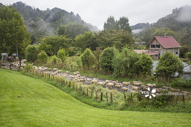 旺加努伊国家公园的蓝色鸭子旅馆，是一个注重保护的养牛场。一群羊走在路上。图片素材