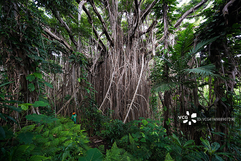 热带雨林中的巨型榕树图片素材