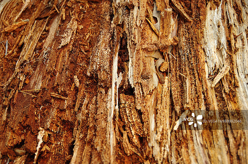 腐烂的倒下的树干特写图片素材