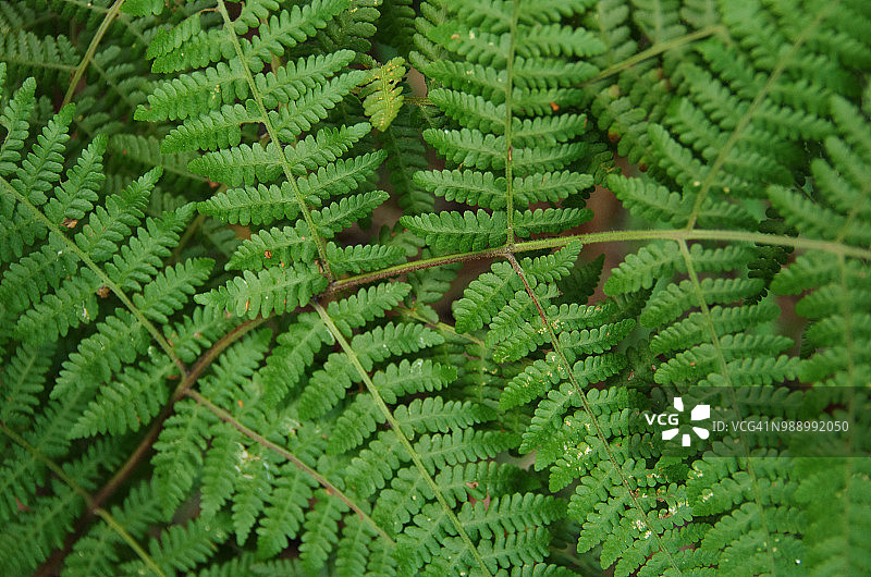 蕨类植物叶状体特写图片素材
