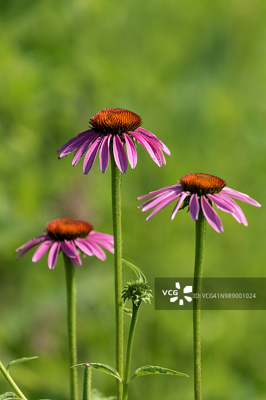 盛开的三朵紫色松果菊图片素材