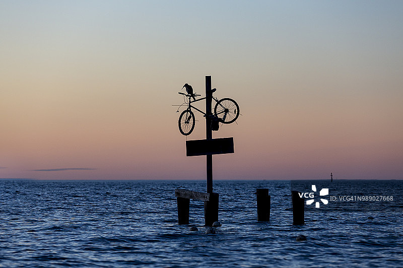 栖息在自行车上的鸬鹚图片素材