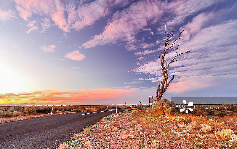 一棵树的日落图片素材