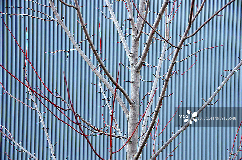 金属建筑通风口前的光秃秃的树图片素材