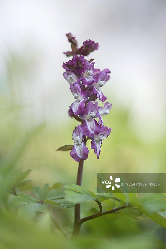 德国北莱茵-威斯特法伦条纹 Corydalis (Corydalis cava)图片素材
