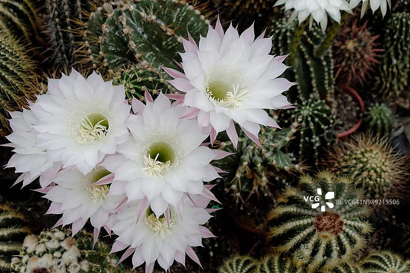 开花的刺猬掌（Echinopsis sp.）图片素材
