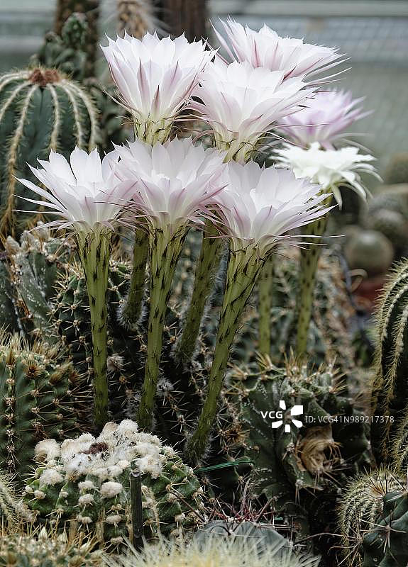 开花的刺猬掌（Echinopsis sp.）图片素材