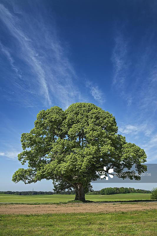 巴伐利亚菩提树与路边十字架，德国上巴伐利亚图片素材