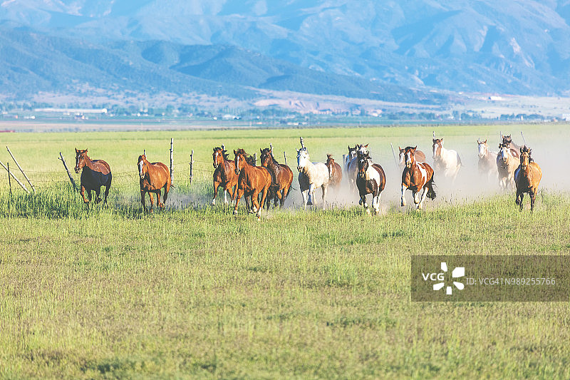 犹他州无鞍骑小母马畜群图片素材