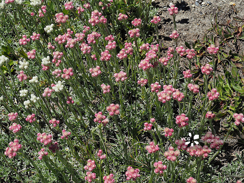 在辛普朗山口的猫脚花雌花图片素材