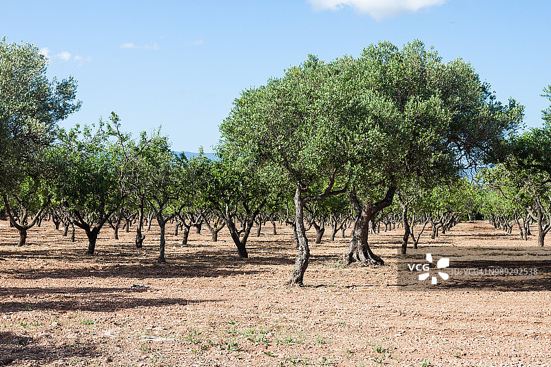 西班牙的橄榄树果园，夏季图片素材