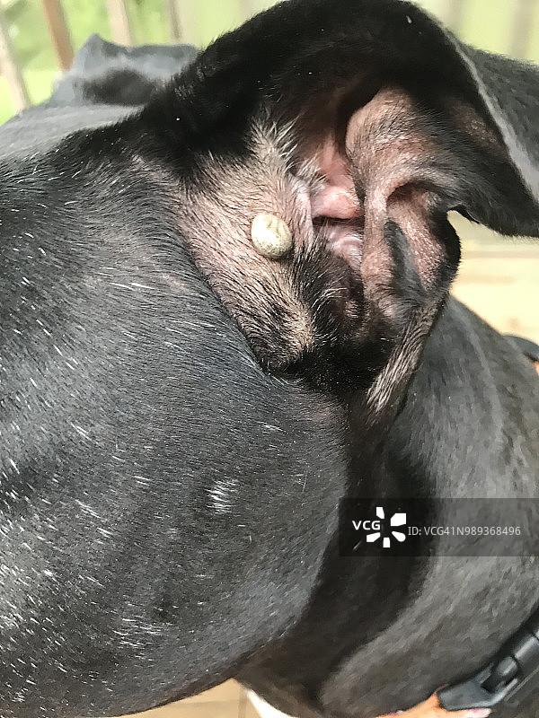 狗身上的蜱虫图片素材