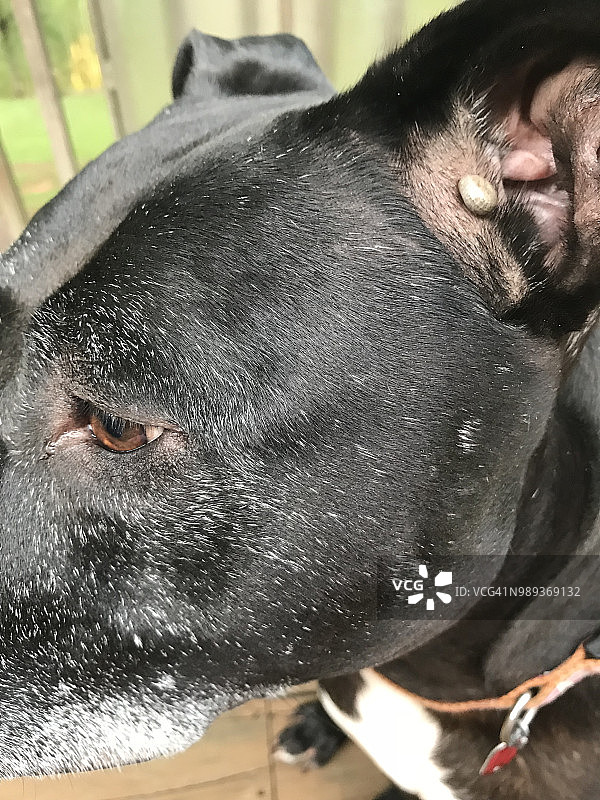 狗身上的蜱虫图片素材