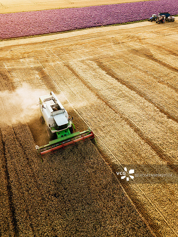 收割成熟的小麦图片素材