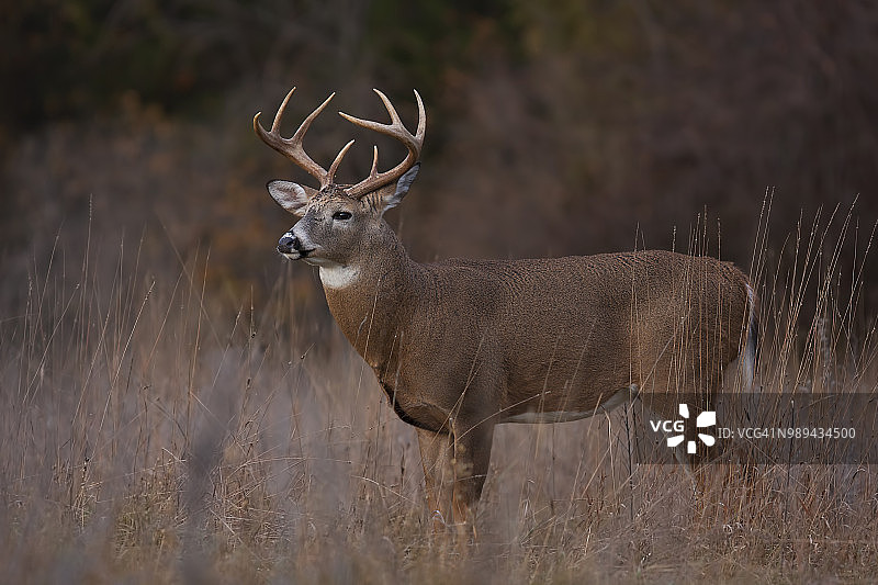 在加拿大的秋季草地上，一只处于发情期的白尾鹿图片素材