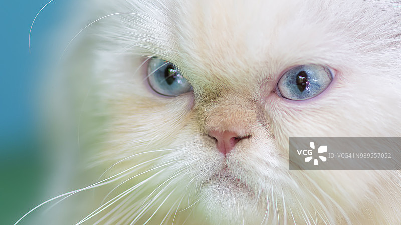 可爱的奶油重点色喜马拉雅猫特写图片素材