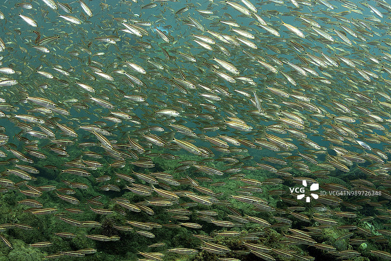 幼年石鲈图片素材
