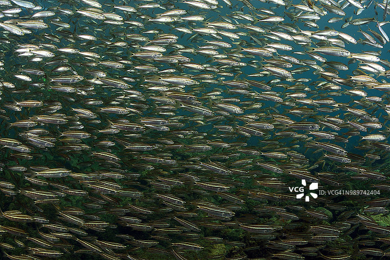 幼年石鲈图片素材