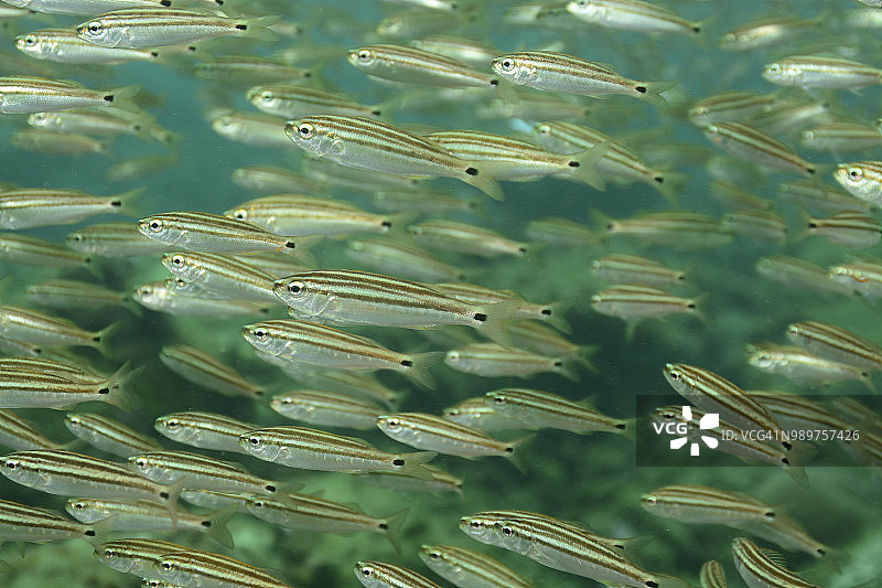 幼年石鲈图片素材