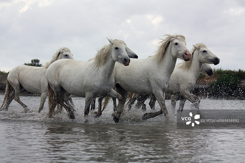 卡马格湿地中奔跑的骏马图片素材