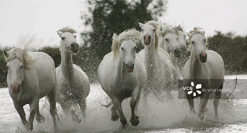 卡马格湿地中奔跑的骏马图片素材