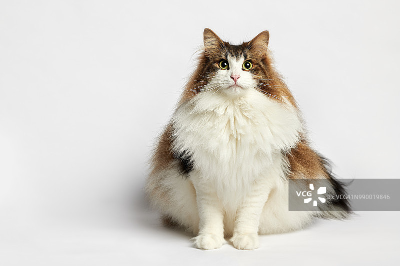 挪威森林猫图片素材