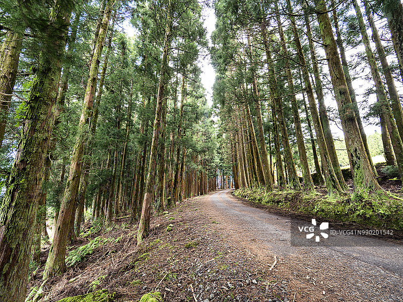 蜿蜒的道路，两侧是成排的大树，穿过葡萄牙亚速尔群岛特塞拉岛的森林图片素材