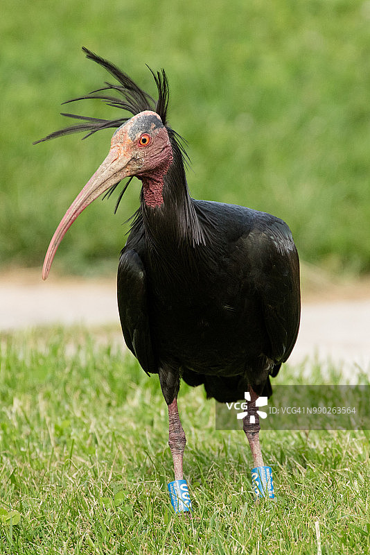 北方秃 ibi，隐士朱鹭图片素材