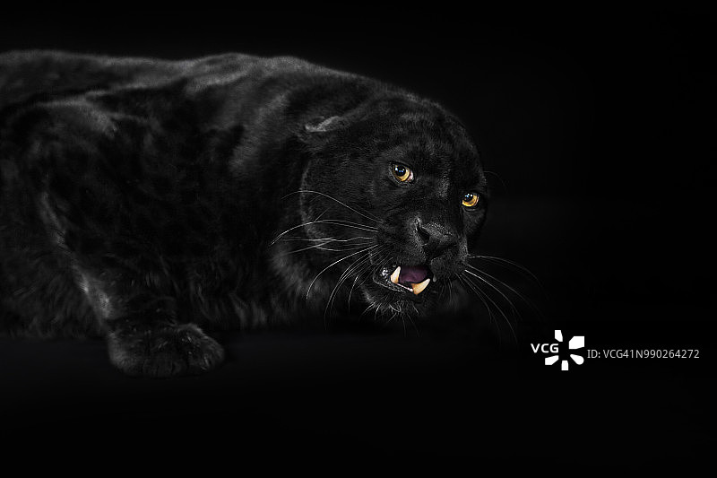 侧视角度的黑豹图片素材