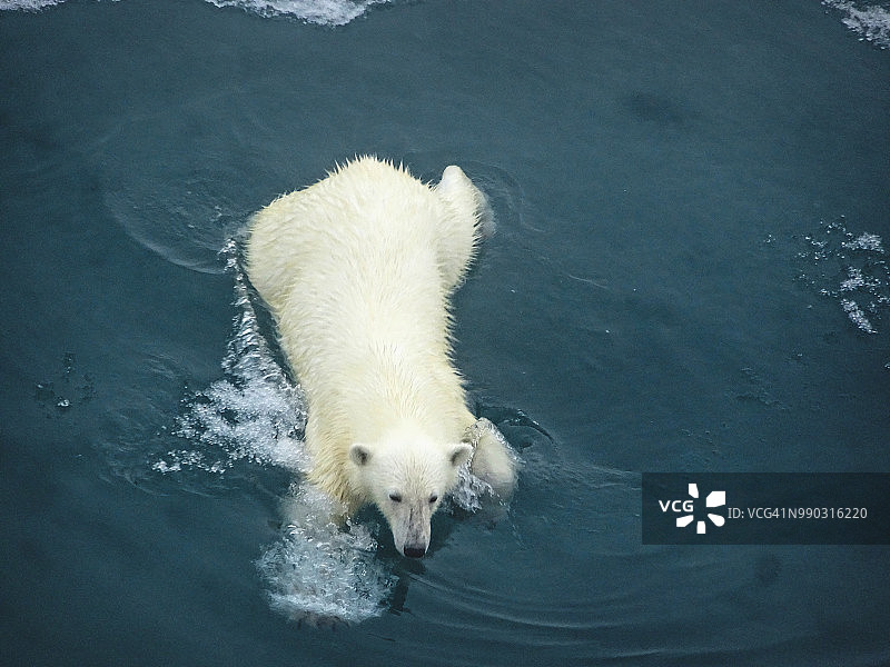 好奇的北极熊，格陵兰岛东部图片素材