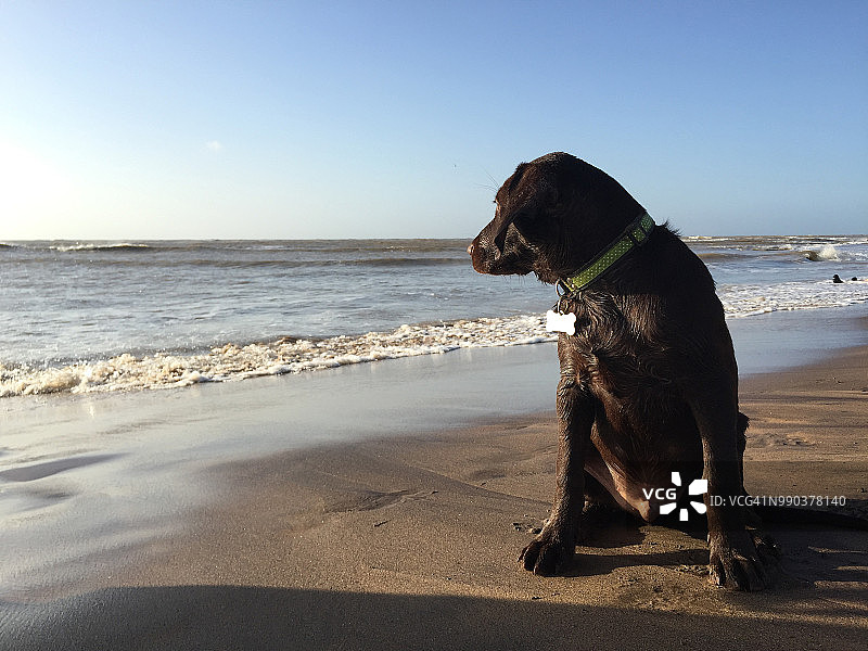 海滩上的巧克力色拉布拉多幼犬图片素材
