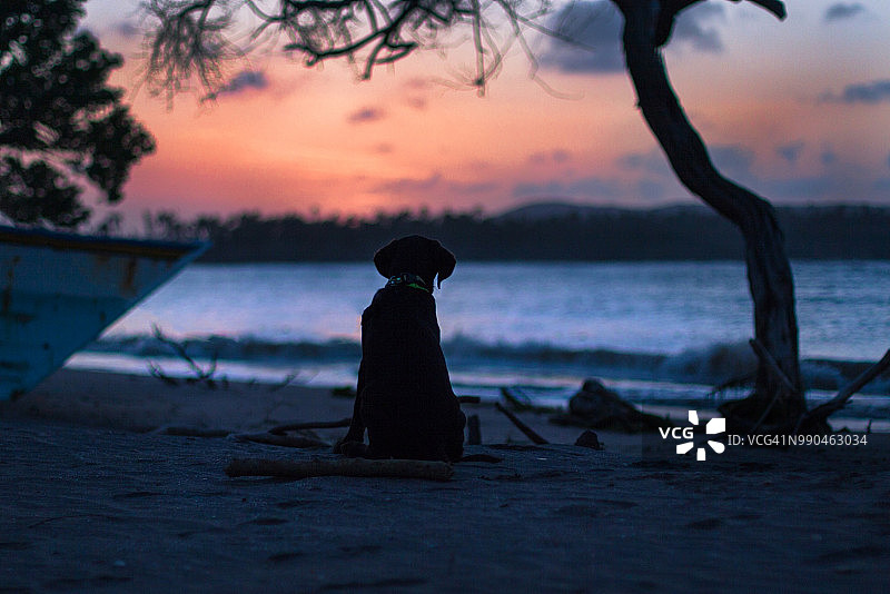 海滩上的巧克力色拉布拉多幼犬图片素材