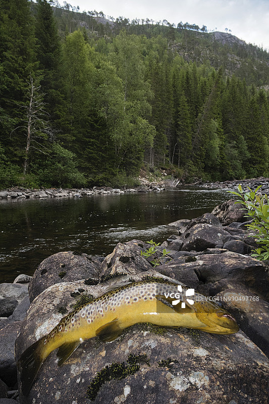 褐鳟（Salmo trutta）躺在河边的石头上图片素材