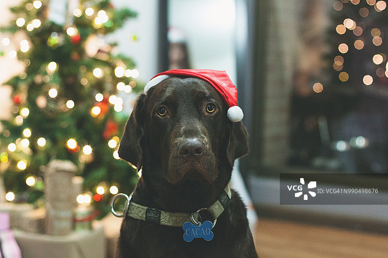 圣诞节的巧克力色拉布拉多寻回犬图片素材