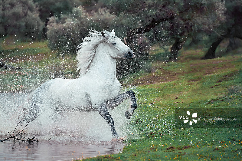 西班牙安达卢西亚湖中奔腾的安达卢西亚种马图片素材