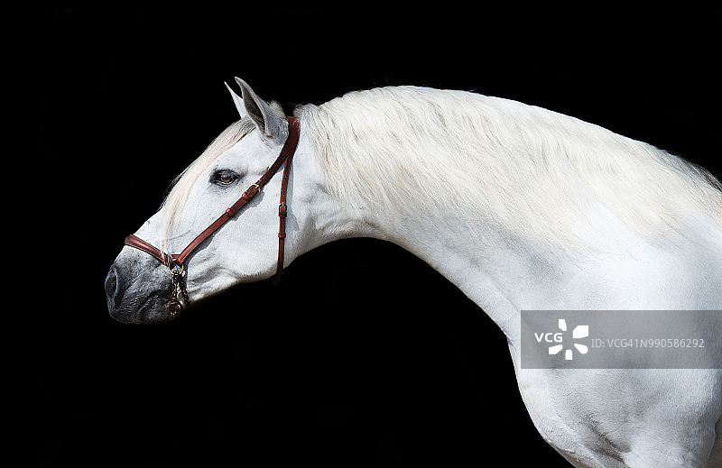 黑色背景上的白色安达卢西亚种马肖像图片素材